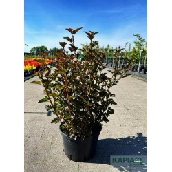 Physocarpus opulifolius 'Red Baron'