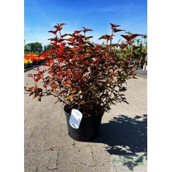 Physocarpus opulifolius DIABLE D'OR 'Mindia' PBR