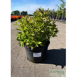 Weigela florida FRENCH LACE 'Brigela' PBR