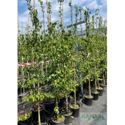 Betula pendula