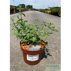 Nepeta JUNIOR WALKER 'Novanepjun'