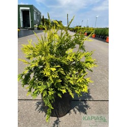 Thuja occidentalis 'Wareana Lutescens'