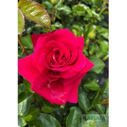 Rosa 'Avila Palace'®