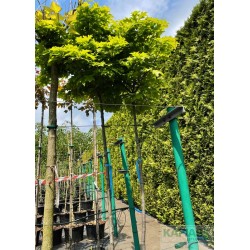 Quercus palustris 'Isabel'