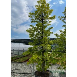 Tilia caucasica