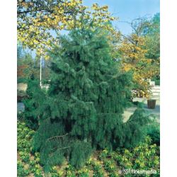 Picea breweriana