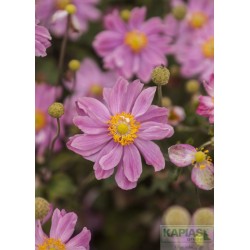 Anemone 'Pretty Lady Emily' PBR