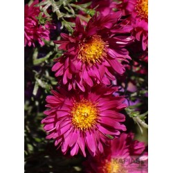 Aster 'Island Bahamas'