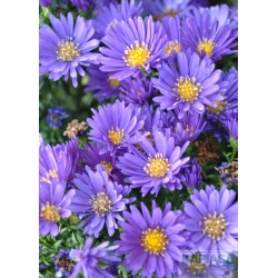 Aster 'Island Samoa'