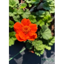 Geum 'Werner Arends'