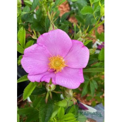 Rosa rugosa JAM-A-LICIOUS 'SPEKJAM' PBR