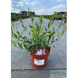 Gaura lindheimeri ROSYJANE 'Harrosy'
