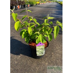 Viburnum plicatum f.tomentosum
