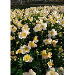 Anemone 'Pretty Lady Maria' PBR