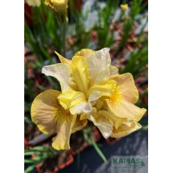 Iris sibirica 'White Amber' PBR