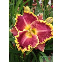 Hemerocallis 'Daria'