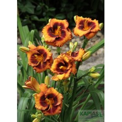 Hemerocallis 'Madeline Nettles Eyes'