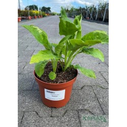 Pulmonaria rubra 'Redstart'