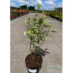 Cornus alba 'Sibirica Variegata'