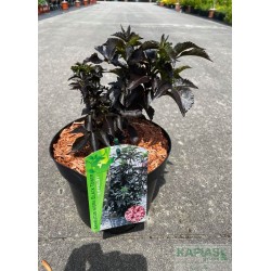 Sambucus nigra BLACK TOWER 'Eiffel1'