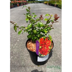 Chaenomeles japonica 'Sargentii'