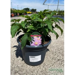 Anemone hupehensis SUMMER BREEZE 'Anem080'