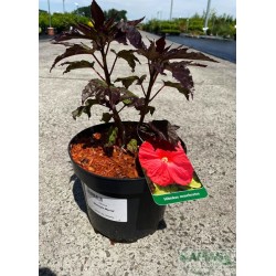 Hibiscus 'Midnight Marvel'