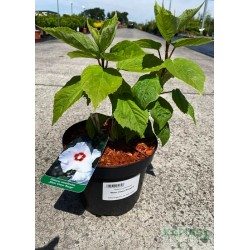 Hibiscus moscheutos 'Blanc Coeur Rouge'®