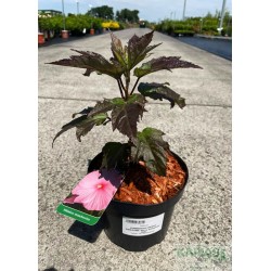 Hibiscus SUMMERIFIC BERRY AWESOME 'Berry Awesome'