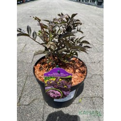 Sambucus nigra BLACK BEAUTY 'Gerda' PBR