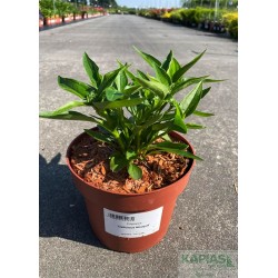 Echinacea 'Delicious Nougat'
