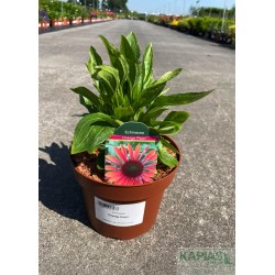 Echinacea 'Orange Pearl'