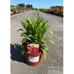 Helenium 'Ranchera' PBR