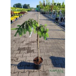 Picea abies 'Inversa'