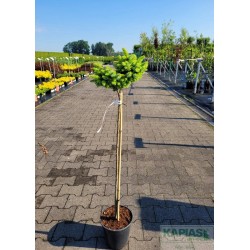 Picea omorika 'Nana'