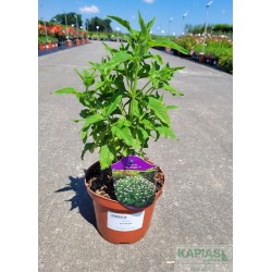 Monarda 'Bee-Bright'