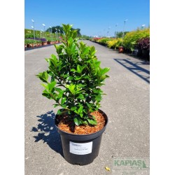 Ilex meserveae x 'Heckenpracht' PBR