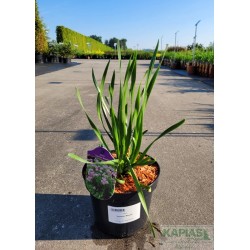 Allium 'Summer Beauty'