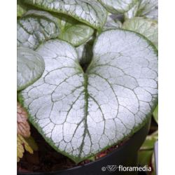 Brunnera macrophylla 'Silver Heart'