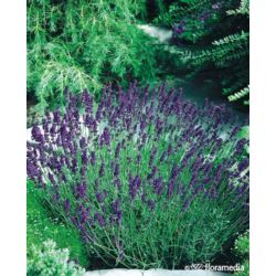 Lavandula angustifolia 'Hidcote'