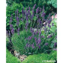 Lavandula angustifolia 'Munstead'