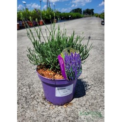Lavandula angustifolia 'Hidcote'