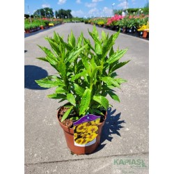 Helenium 'Sombrero' PBR