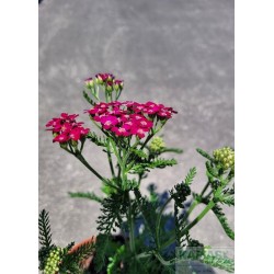 Achillea millefolium 'Red Velvet'