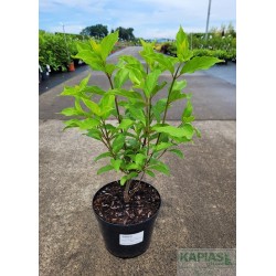 Hydrangea paniculata GREAT STAR 'Le Vasterival'PBR