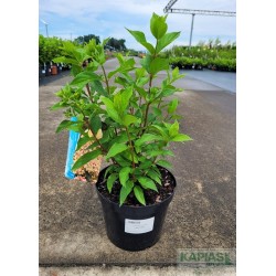 Hydrangea paniculata 'Little Fraise'