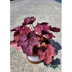 Heuchera 'Root Beer' PBR