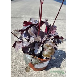 Heuchera 'Silver Gumdrop'