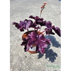 Heuchera FOREVER PURPLE 'Tnheufp' PBR