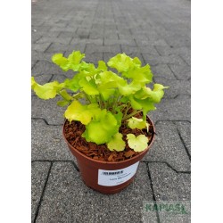 Heuchera 'Lime Marmalade'